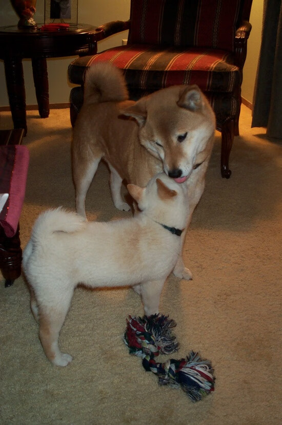 中超年度转会球员技战术适应周期评估,中超联赛转会