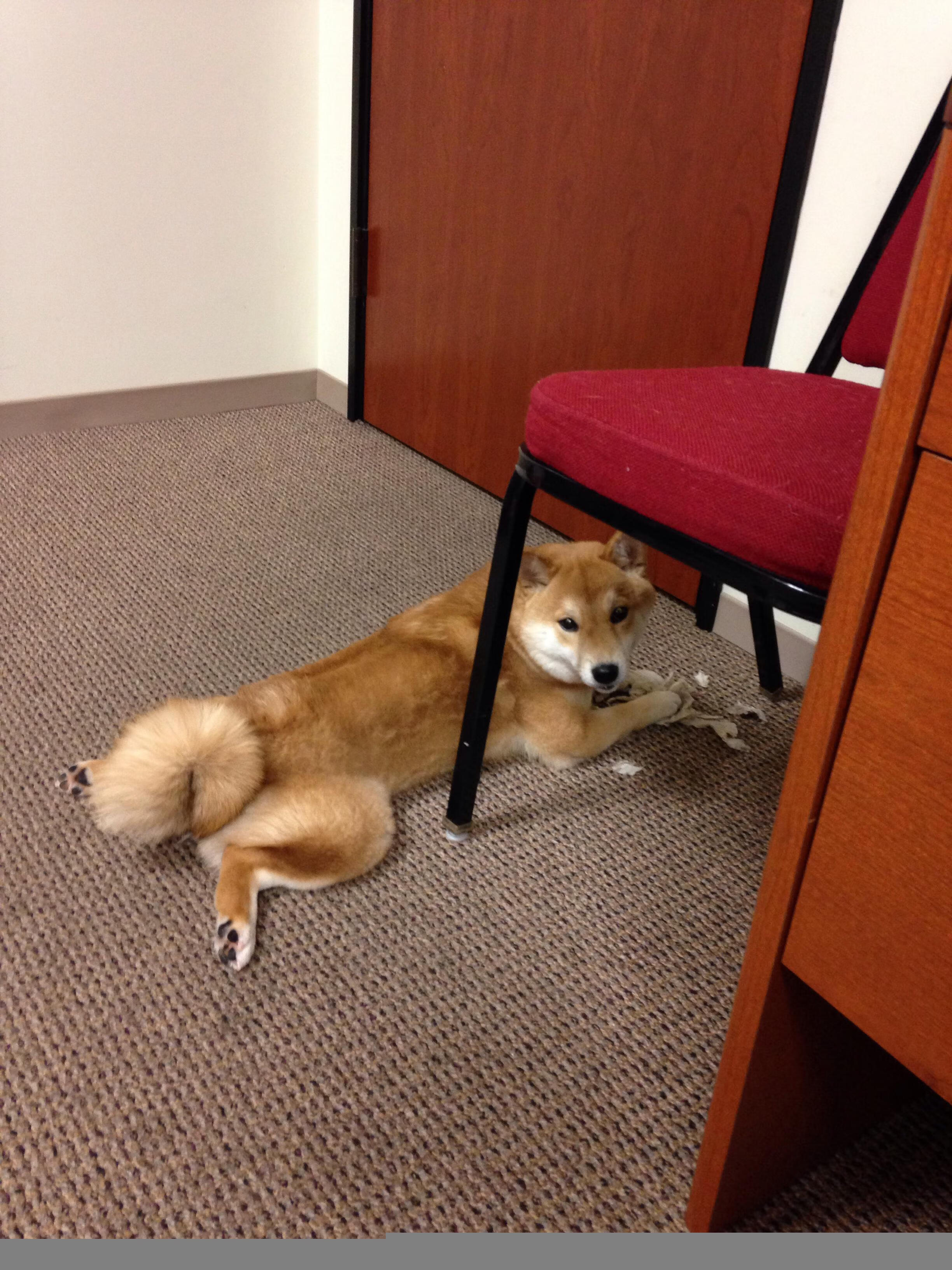 2024年德国队的精彩表现:从逆境到顶峰的蜕变,2024德国欧洲杯赛程