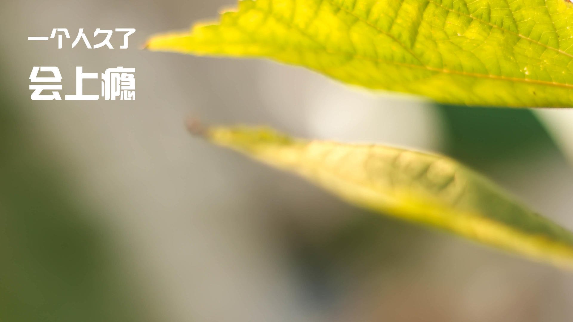 开云体育-NBA全明星周末上演灌篮盛宴，nba全明星周末赛程安排