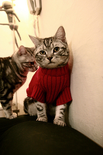 国家队战术风格为何随教练更迭频繁,国家队的训练都是封闭的吗