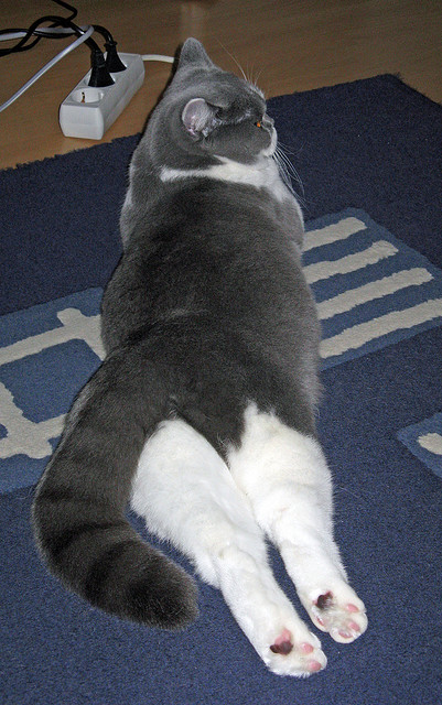 新月计划再签顶级前锋补强锋线