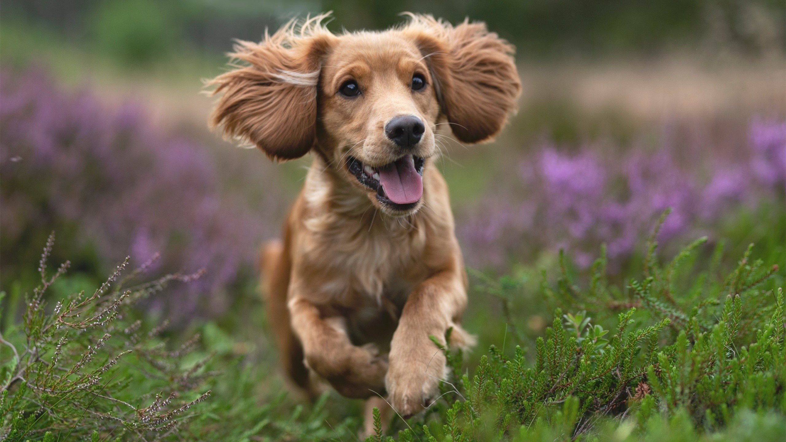 杜兰特重返赛场篮网重新定义未来,杜兰特篮网首秀