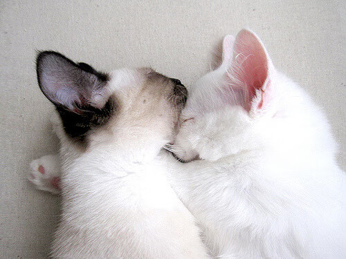 波兰队在国际乒联混合团体世界杯中的胜利背后:技术与策略结合