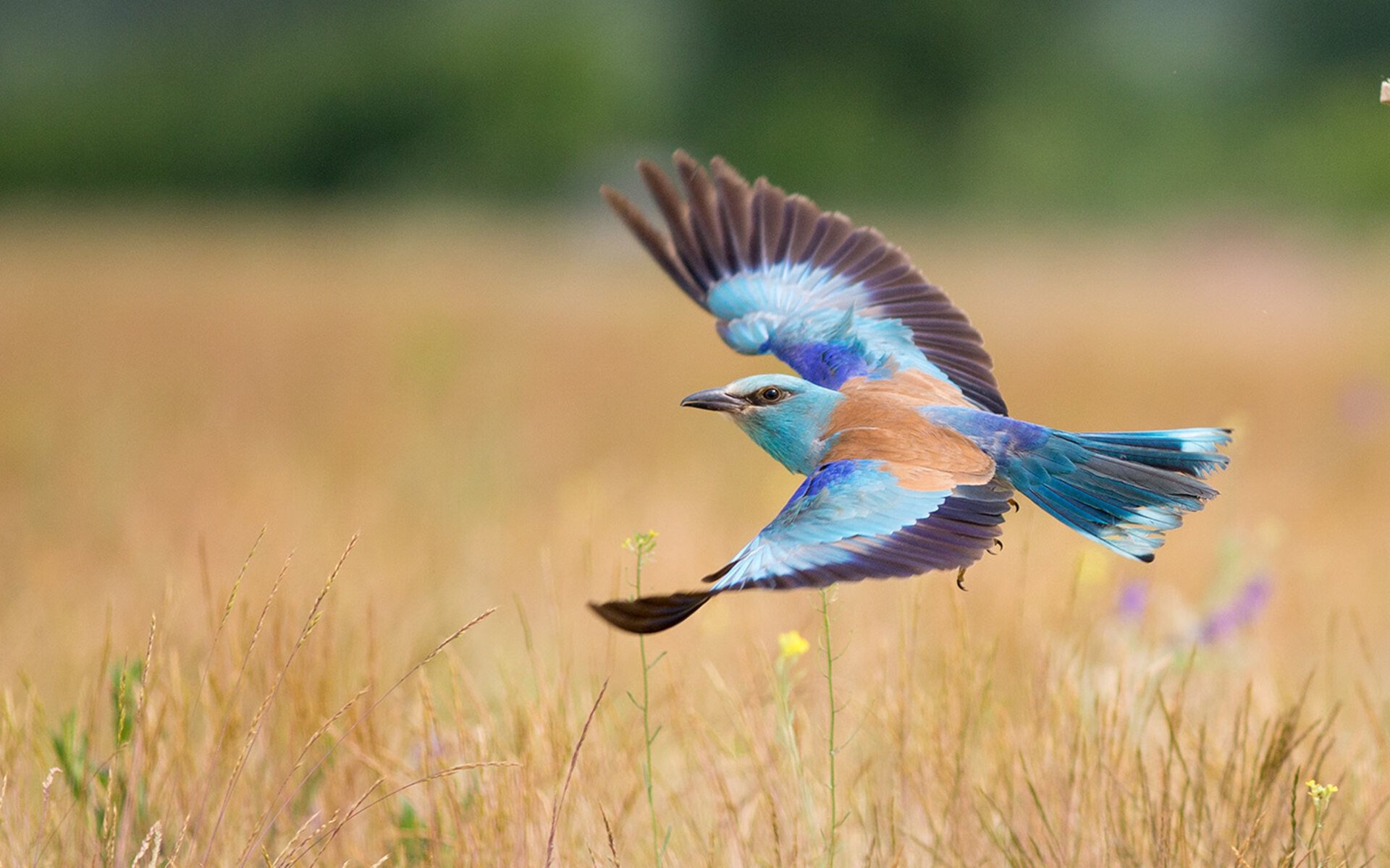 中国女排完成阶段目标主帅给予肯定,中国女排主力出发