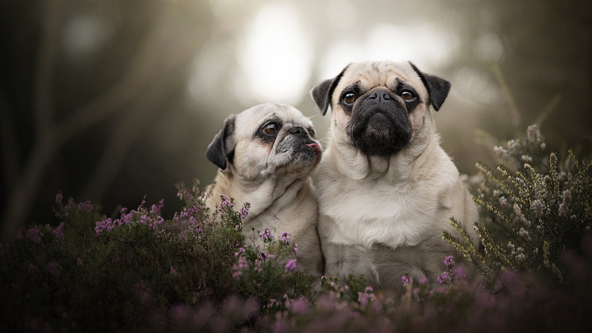 中国篮协举办讲师认证培训提高基层篮球课程教学质量,篮球训练师培训