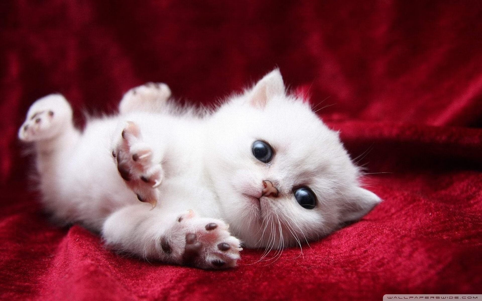 中国足球联赛设立球员家属观赛体验服务通道,2021中国足球全家福高清