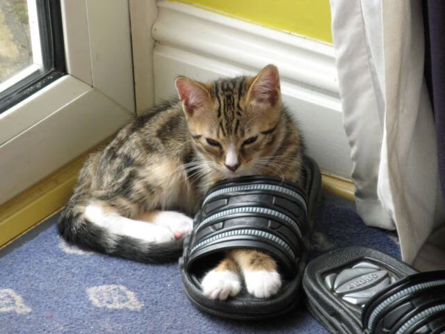 开云体育app-塞尔·拉恩：全黑队外线的“终结者”，突破与得分无缝对接