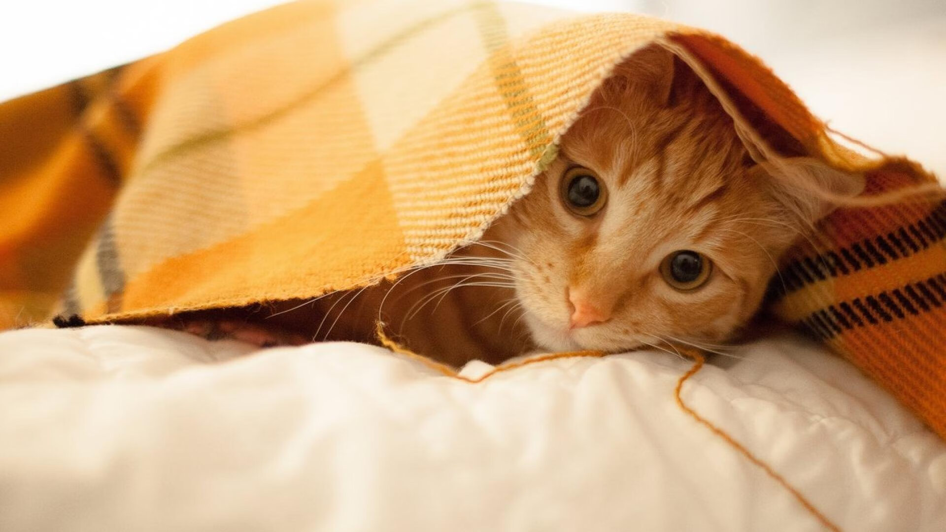 林丹亲笔信致谢多年陪伴球迷支持，林丹承认