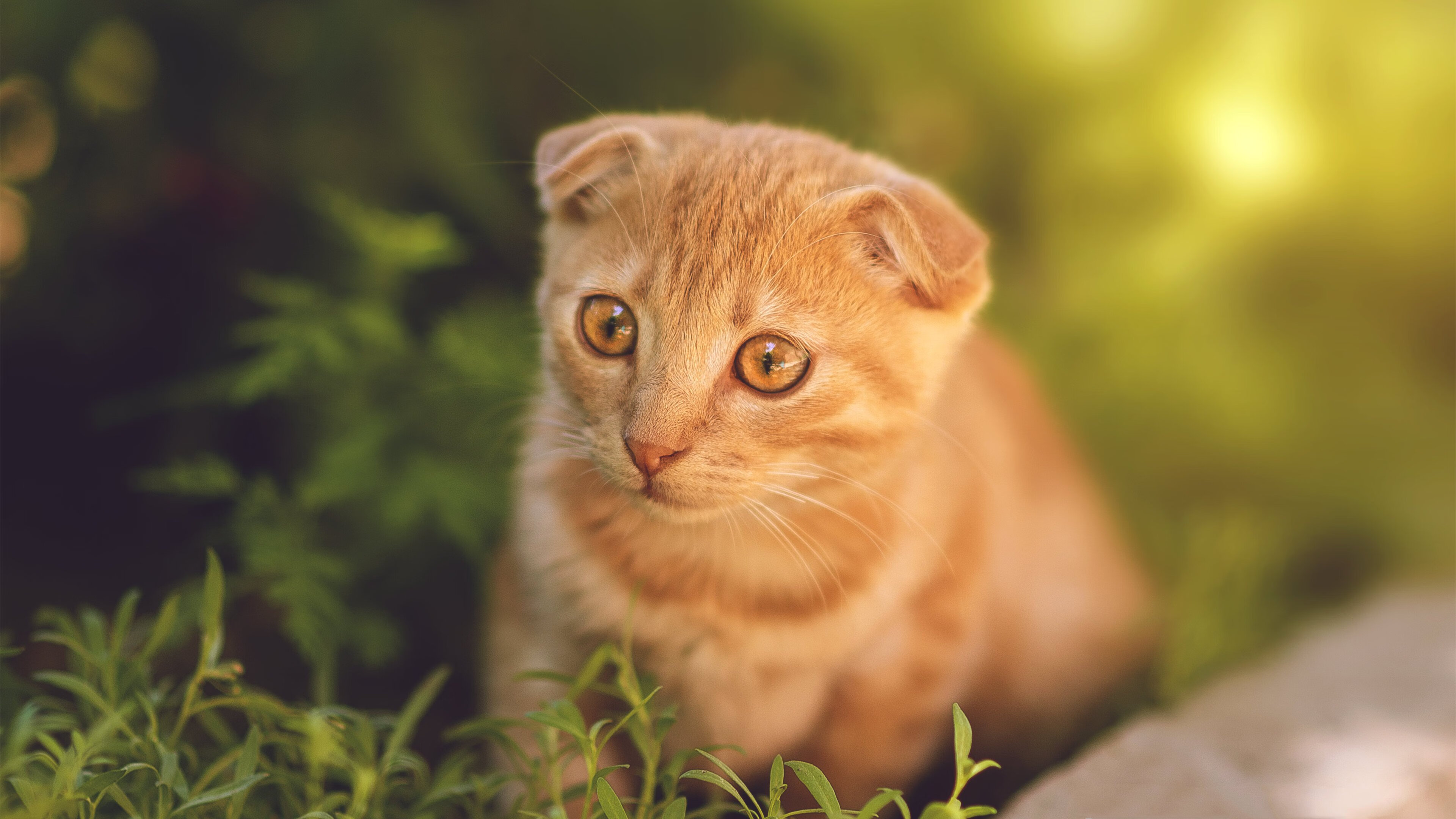 开云体育app-格鲁塞赛场表现获教练高度评价，格鲁塞中国简史