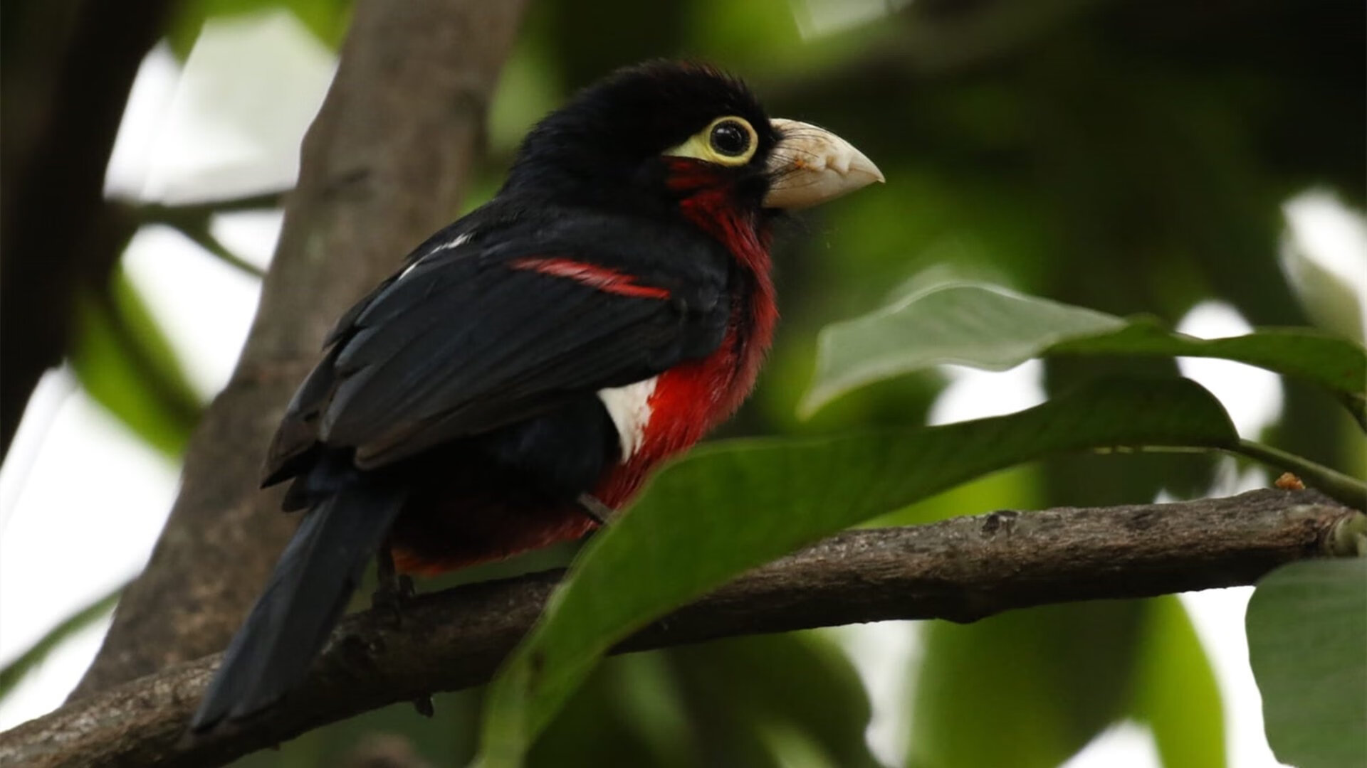 欧洲杯战术升级:创新布局开启新篇章!,欧洲杯技术分析