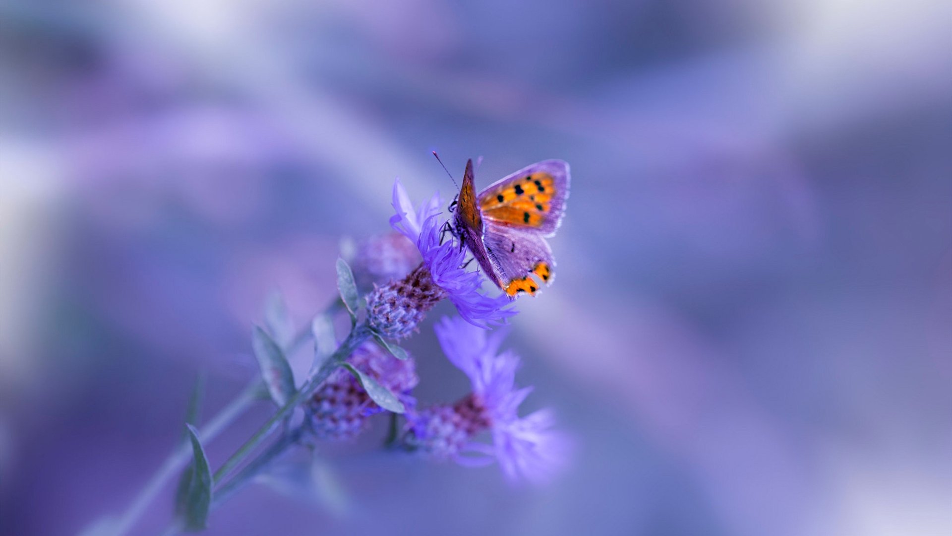 欧洲杯战术升级:创新布局开启新篇章!,欧洲杯技术分析