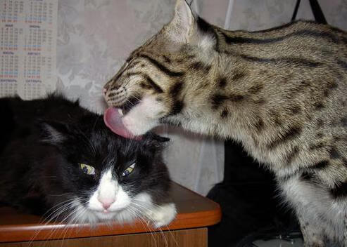 开云体育足球-欧洲杯终极较量：战术布局的巅峰比拼，欧洲杯终局之战