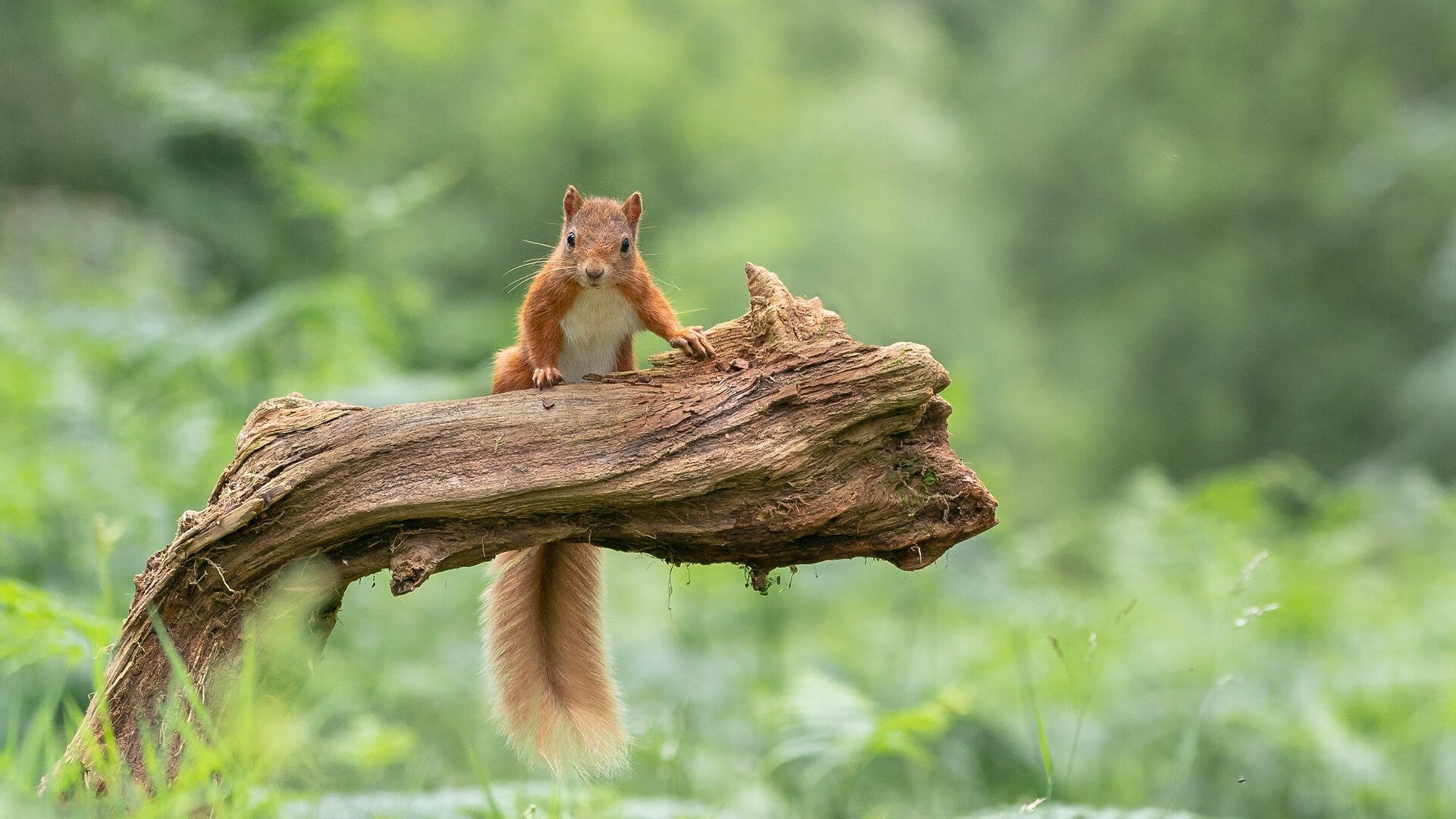 欧洲杯终极较量:战术布局的巅峰比拼,欧洲杯终局之战