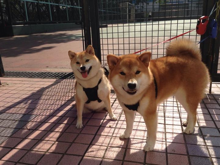 开云体育app官网-皮特·斯图斯：南非队的防守之魂，展现完美球技