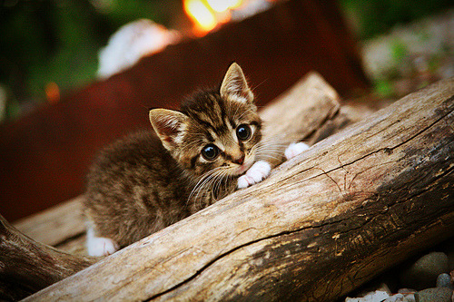 开云体育足球-英超冲刺阶段：压力下的精彩表现，英超爆满