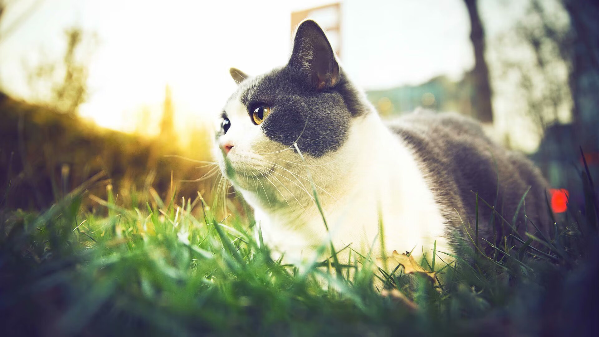 开云体育app在线-西甲史诗战：超越极限的攻防大战，最新西甲战报