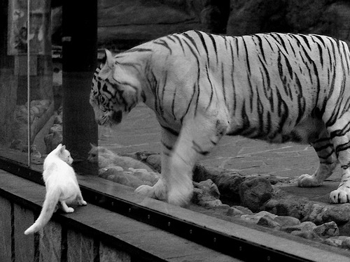 开云官网-Green 赛场上带领英国队攻防兼备，greenhill sports